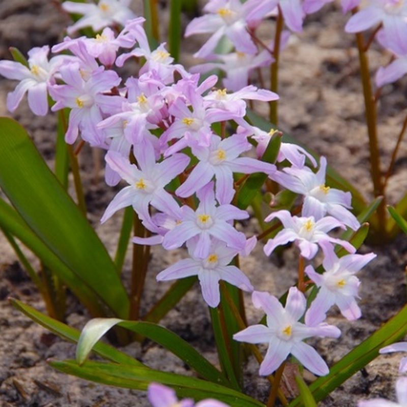 Chionodoxa Forbesii Pink Giant Bulbs