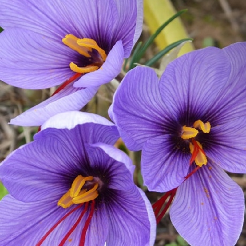 Sativus Saffron Specie Crocus Bulbs