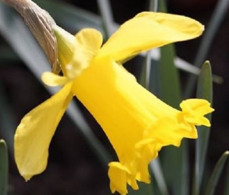 Golden Anniversary Daffodil Bulbs