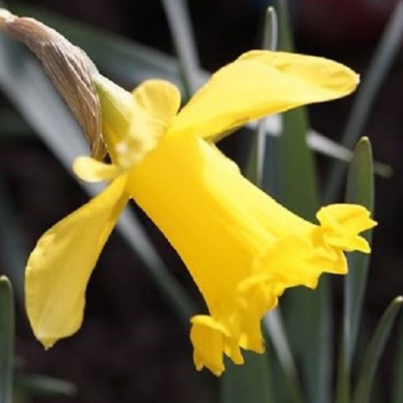 Golden Anniversary Daffodil Bulbs