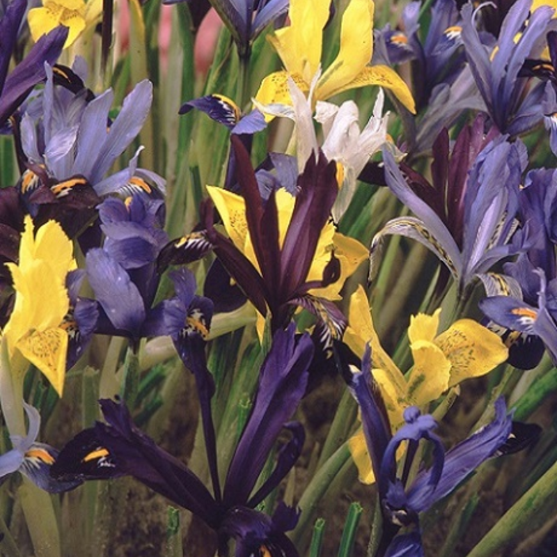 Dwarf Iris Mix Bulbs