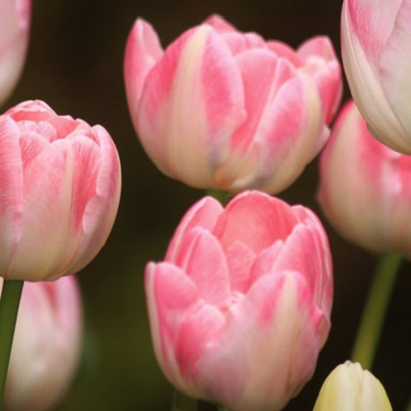 Flaming Purissima Tulip Bulbs