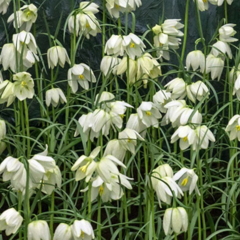 Alba Fritillaria Meleagris Bulbs