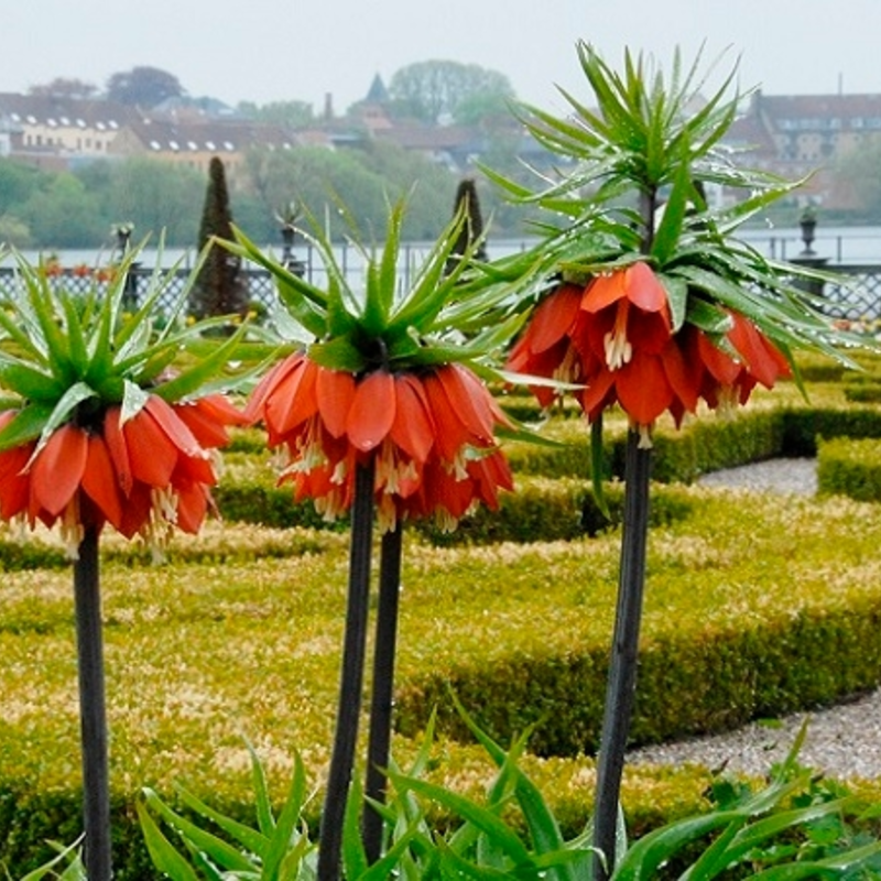 Rubra Maxima Imperialis Fritillaria Bulbs