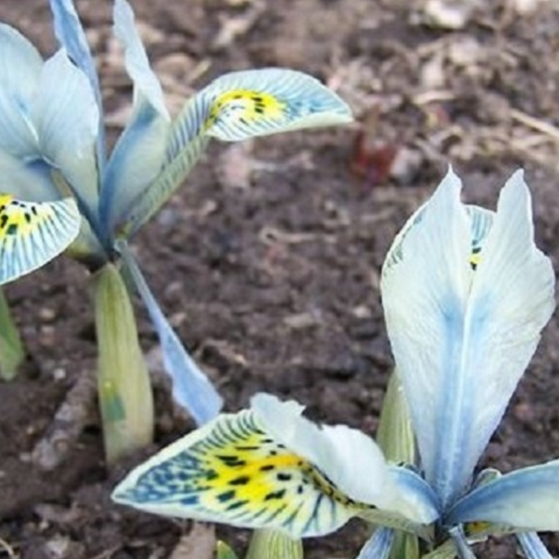 Katherine Hodgkin Iris Bulbs