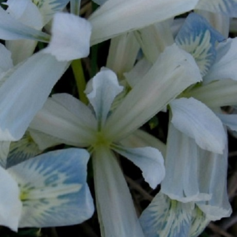 Frozen Planet Reticulata (Dwarf) Iris Bulbs