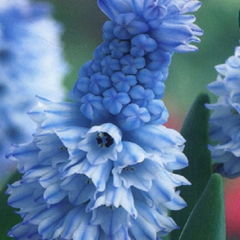 Azureum Muscari Bulbs