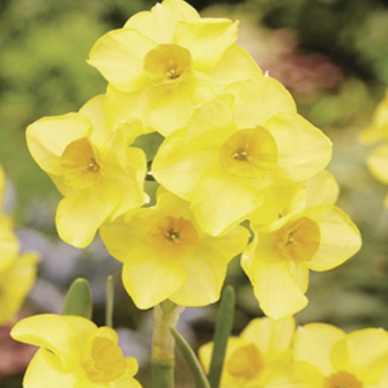 Martinette Narcissi Bulbs