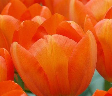 Orange Balloon Tulip Bulbs
