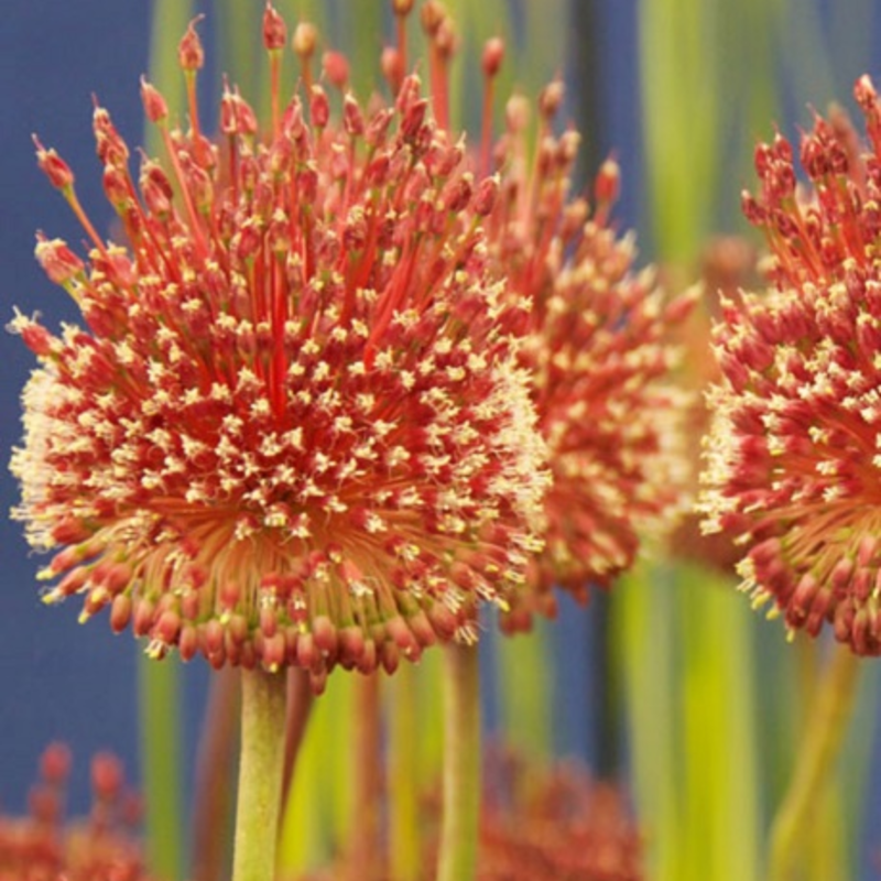 Red Mohican Allium Bulbs