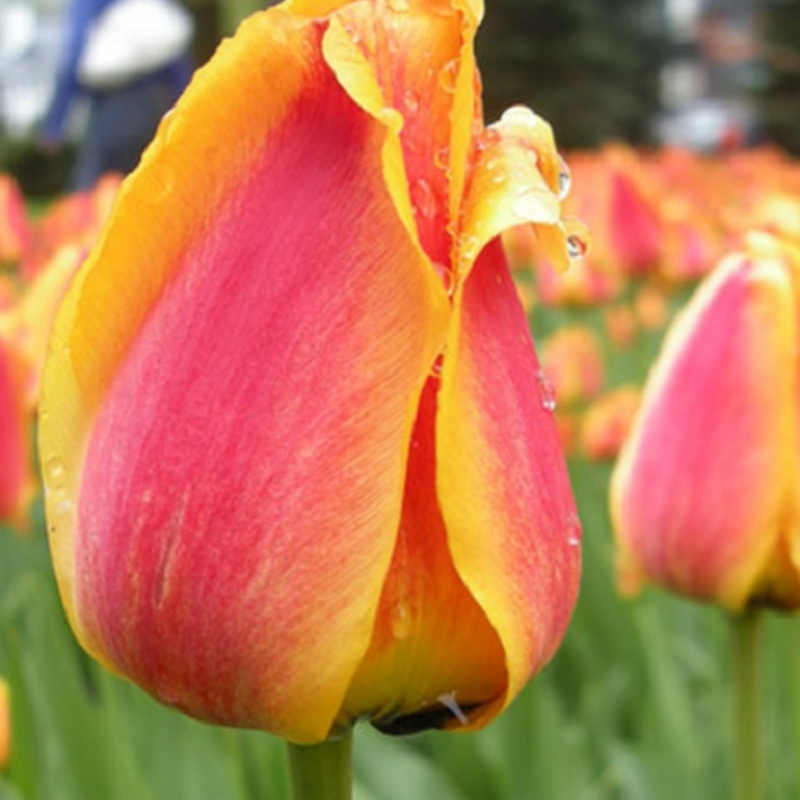 Apeldoorn Elite Tulip Bulbs