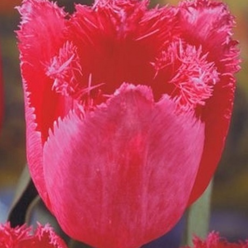 Burgundy Lace Tulip Bulbs