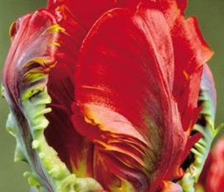 Rococo Tulip Bulbs