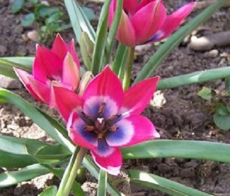 Little Beauty Tulip Bulbs