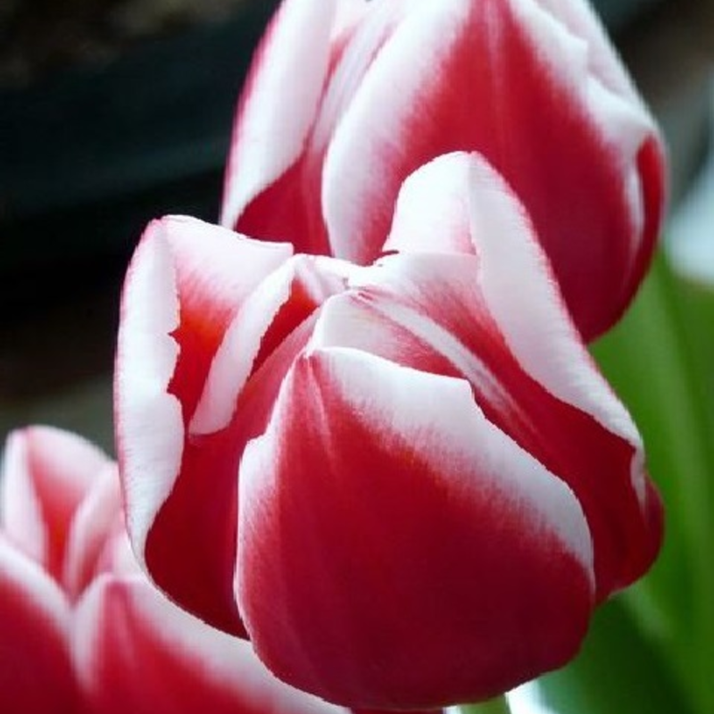 Leen Van Der Mark Tulip Bulbs