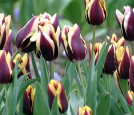 Gavota Tulip Bulbs