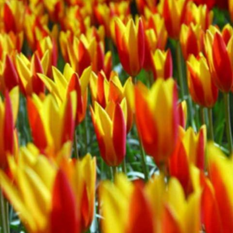 Giuseppe Verdi Tulip Bulbs