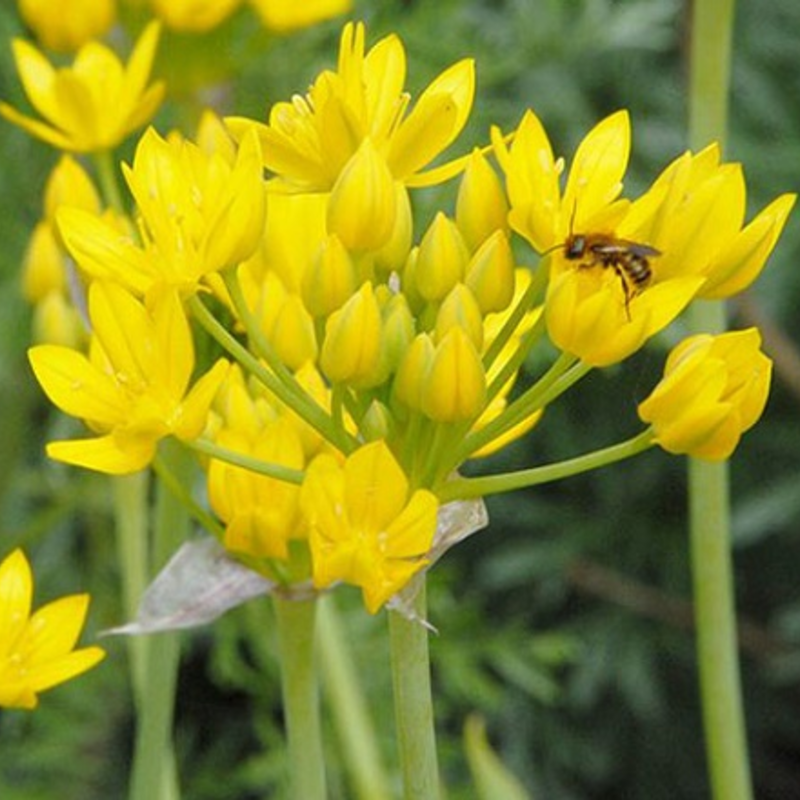 Moly Allium Bulbs