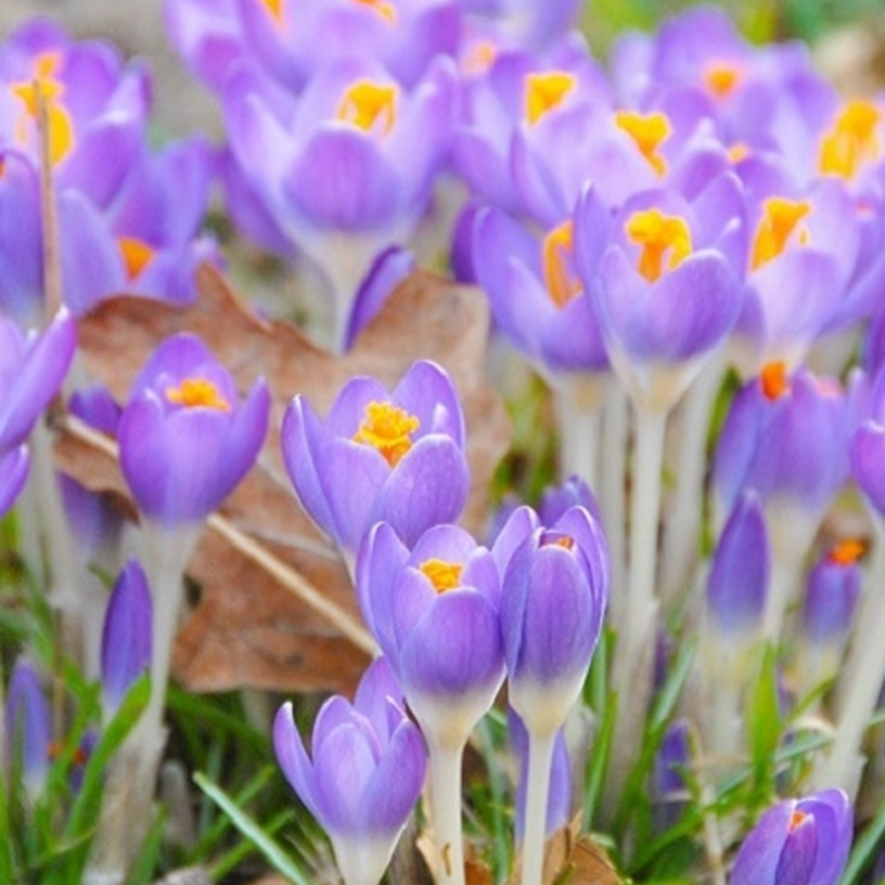 Barr's Purple Specie Crocus Bulbs