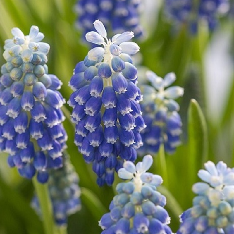 Touch of Snow Muscari Bulbs