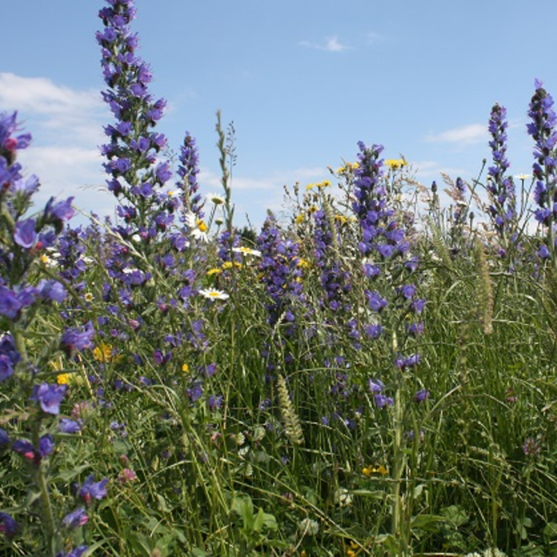 BS10P 100%: Coastal Areas Wildflower Seeds