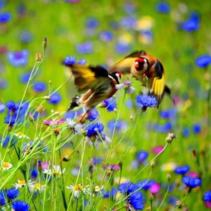 BS14M: Wild Bird Seed Wildflower Meadow Seeds