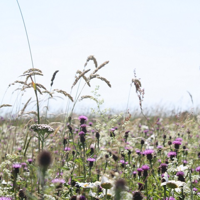 BS2M: Chalk & Limestone Soils Wildflower Seeds