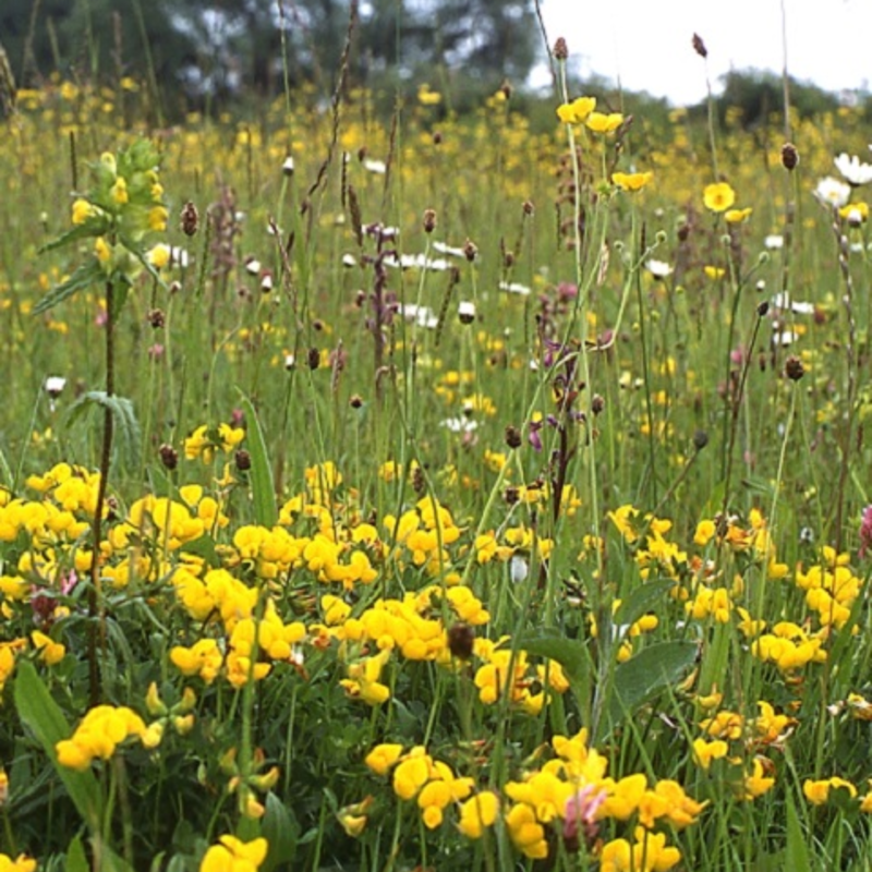 BS3P 100%: Dry, Sandy & Loam Soils Wildflower Seeds