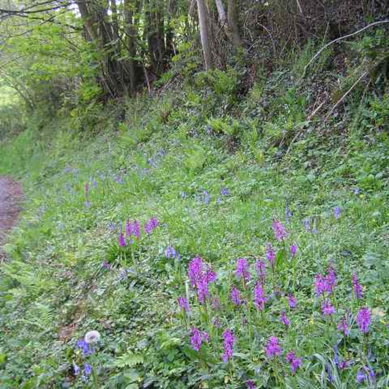 BS8M: Woodland & Heavy Shade Wildflower Seeds