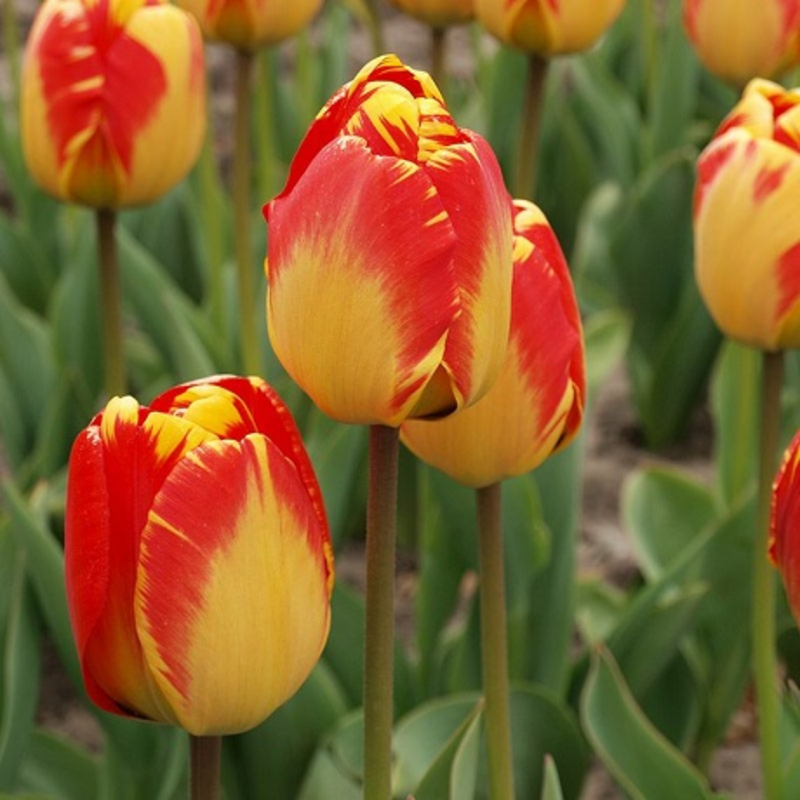 Banja Luka Tulip Bulbs