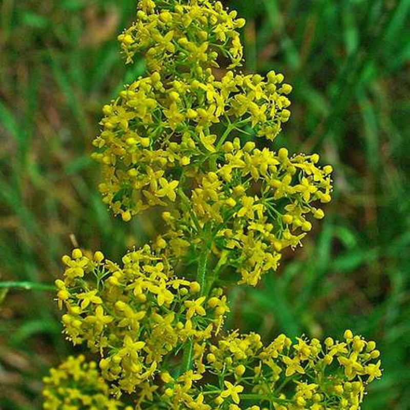 Bedstraw, Lady's (Galium verum) Seeds