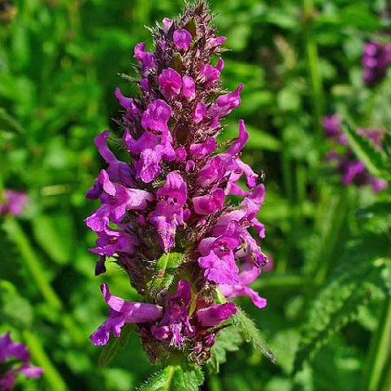 Betony (Stachys officinalis) Plant