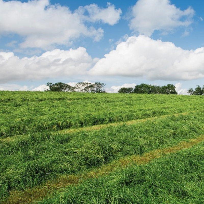 BS Organic Bio Cutting Grass Seed Mixture