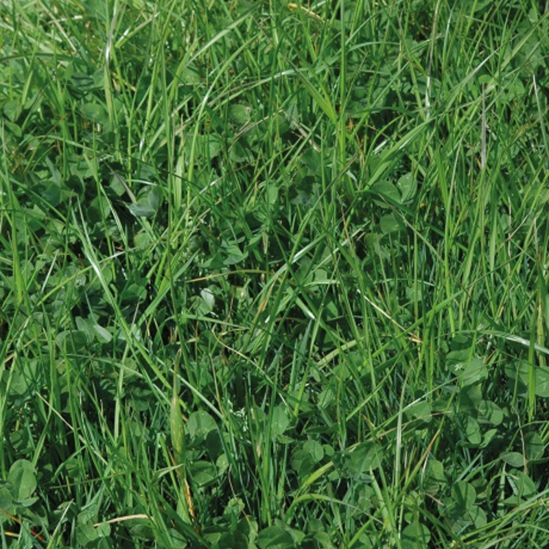 BS Organic Bio Dual Grass Seed Mixture