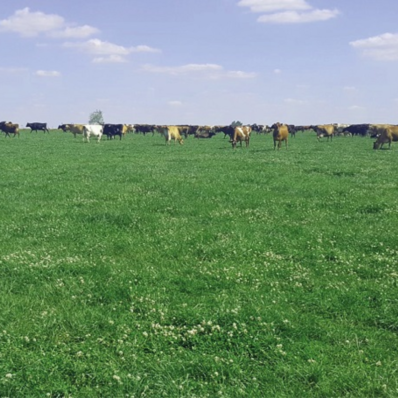 BS Organic Bio Pasture Grass Seed Mixture