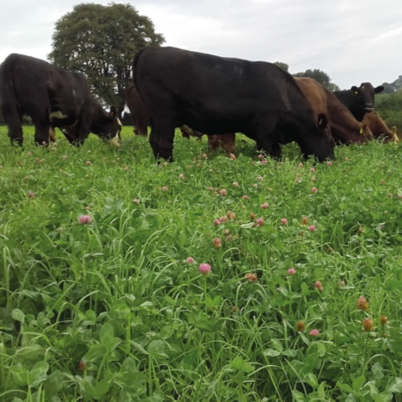 BS Organic Bio Red Grass Seed Mixture