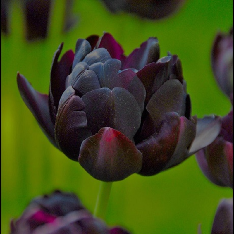 Black Hero Tulip Bulbs