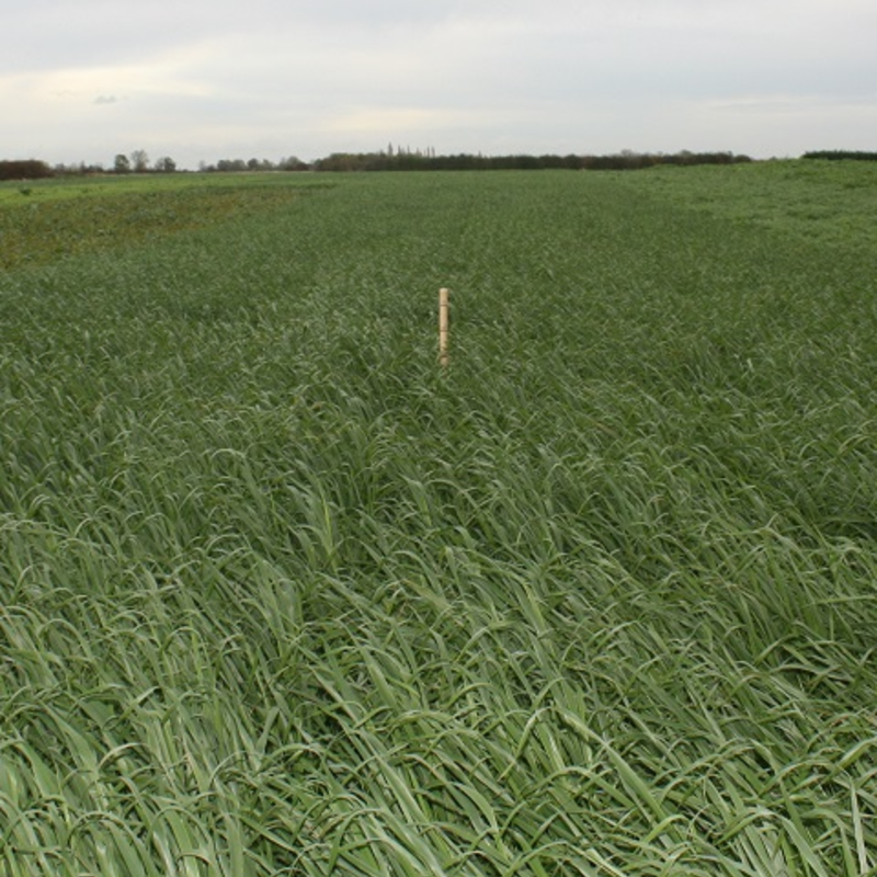 Black Oats Seed (Avena strigosa)