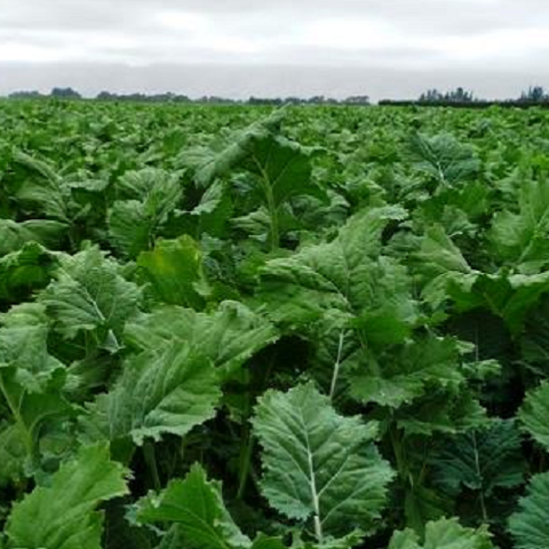 Bombardier Kale Seed