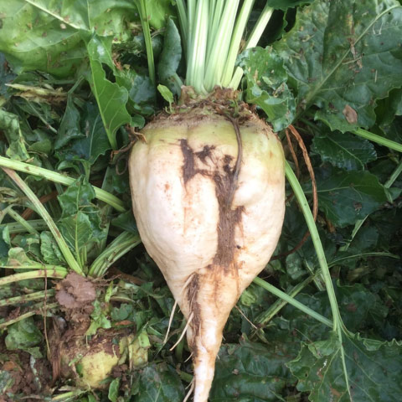 Brick, Fodder beet