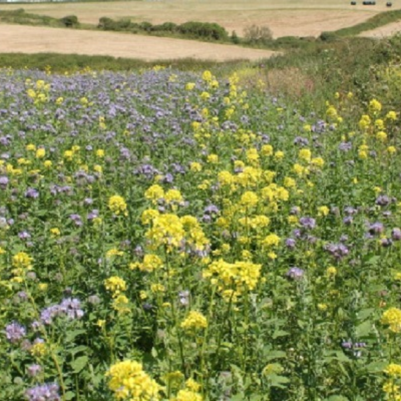 Broadshot Cover Mixture