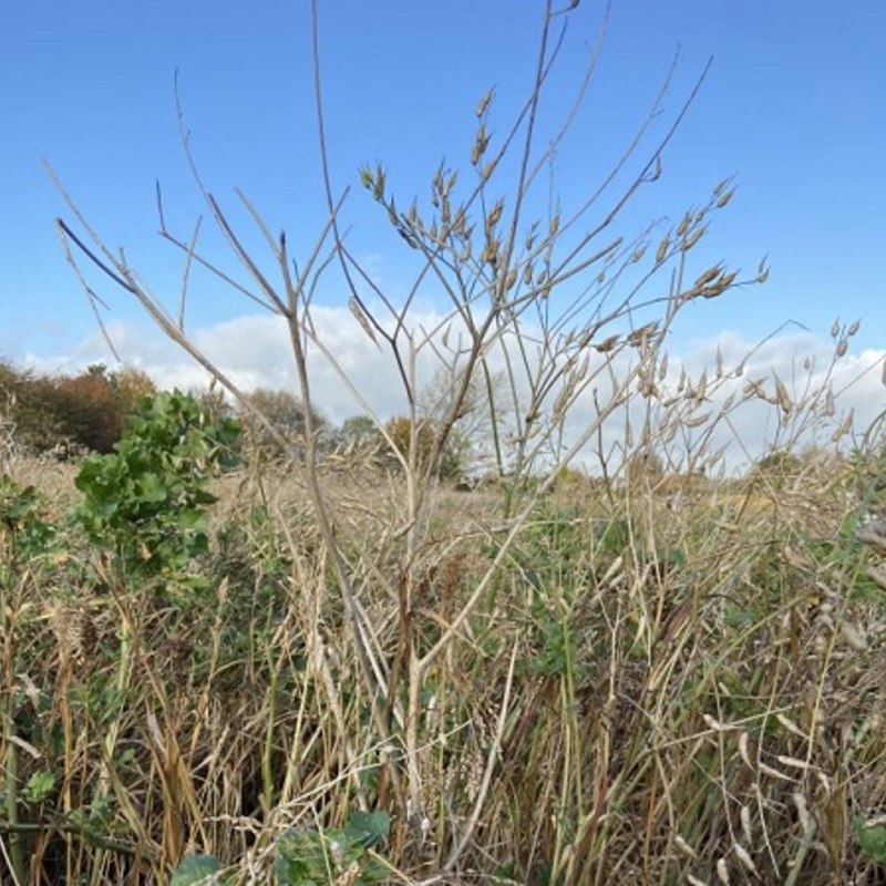 CSS10/GP Wild Bird Mixture - Grey Partridge  (1 or 2 year) AB9