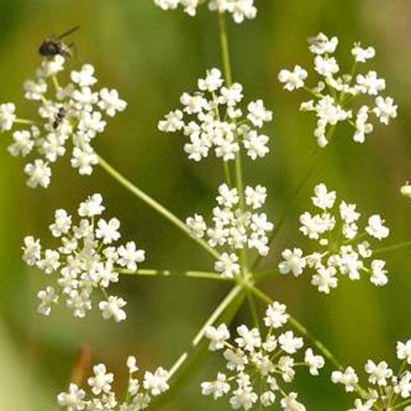 Saxifrage, Burnet (Pimpinella saxifraga) Plant - Boston Seeds