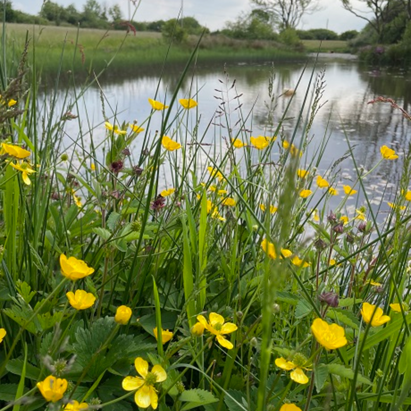 BS6M: Wetland & Pond Edge Wildflower Seeds