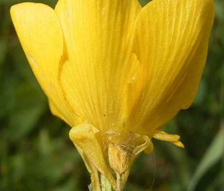 Buttercup, Bulbous (Ranunculus bulbosus) Plant