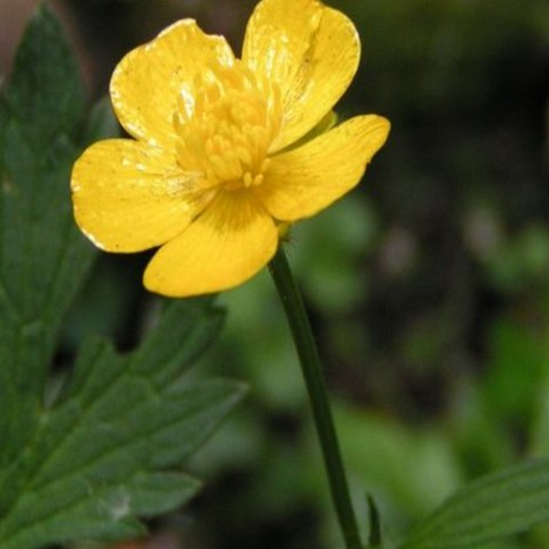 Buttercup, Creeping (Ranunculus repens) Seeds