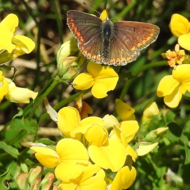 BS12P 100%: Low Growing Wildflower Meadow Seeds