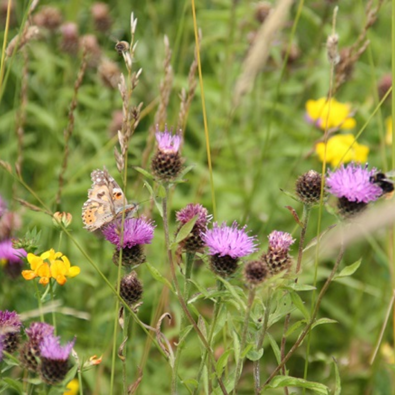 CSS3 Wildflower Meadow, also suitable for AB8