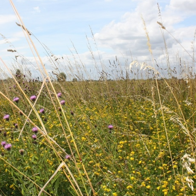 Two Year Legume Fallow Mix - 2021