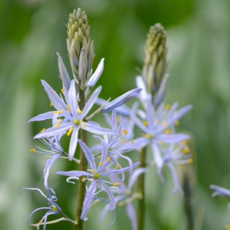 Camassia Cusickii Bulbs